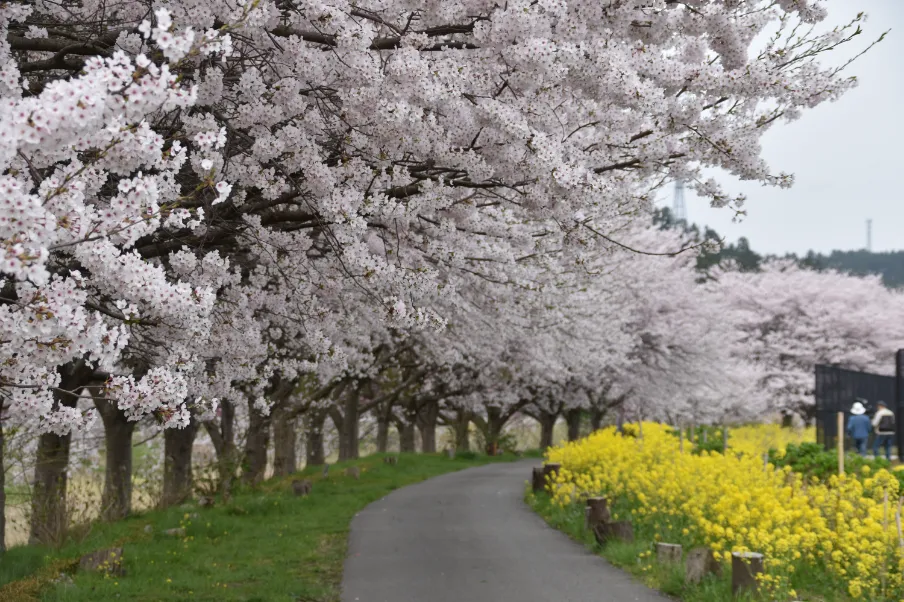 若鮎サイクリングロード